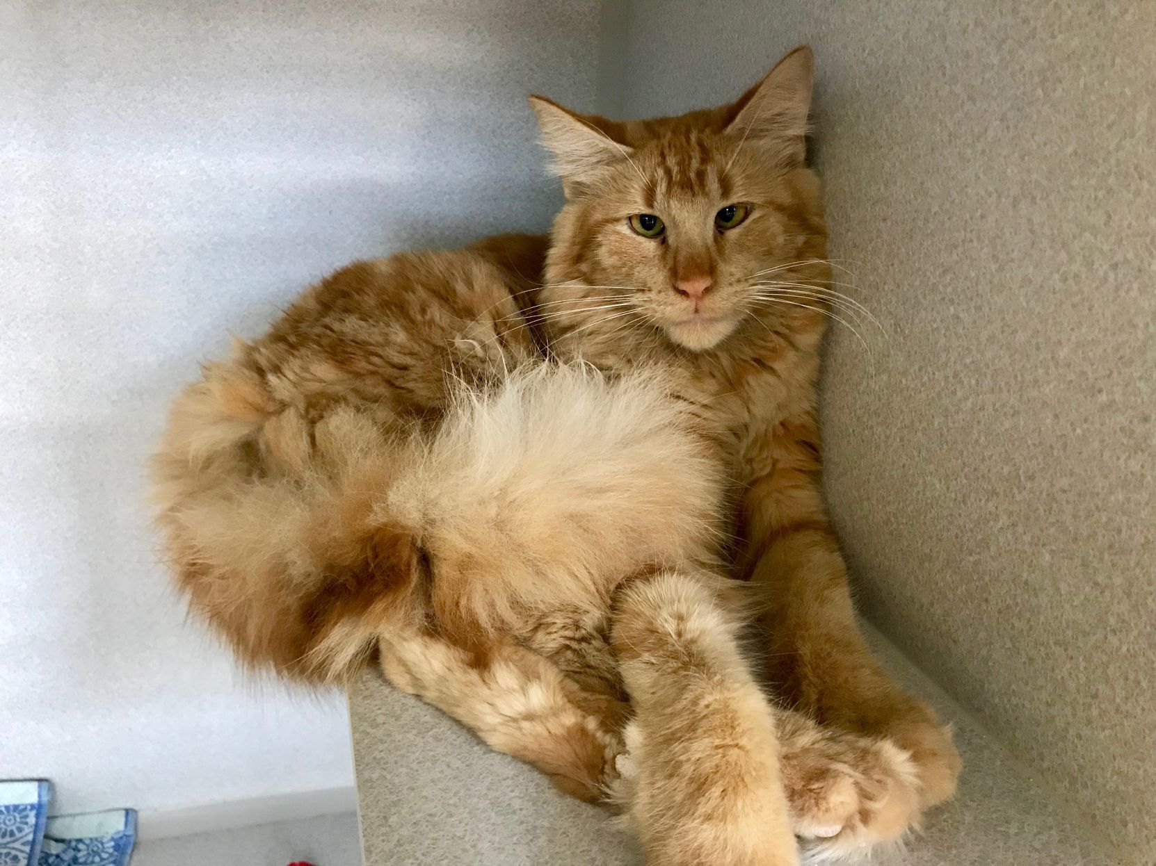 Adopt a friend: Angus